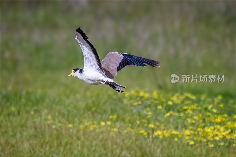 蒙面田凫(Vanellus miles)